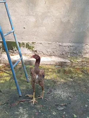 আসিল মুরগী সেল হবে