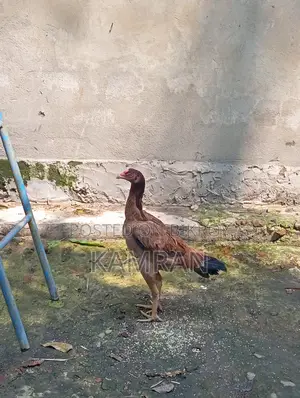 আসিল মুরগী সেল হবে
