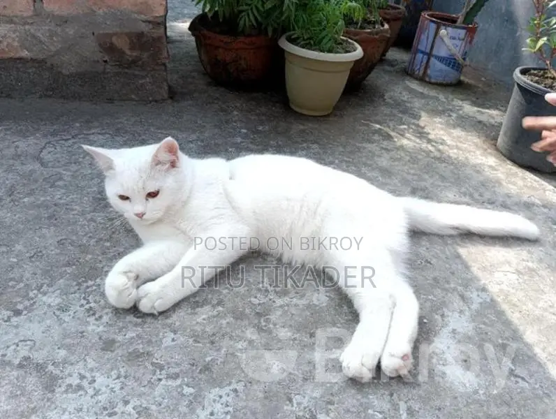 Persian cat for sale
