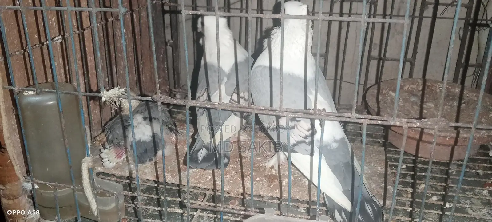 Jhorna Satting Pigeon