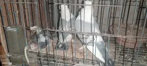 ঝরনা সাটিং কবুতর