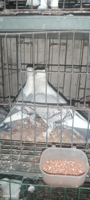 Jhorna Satting Pigeon