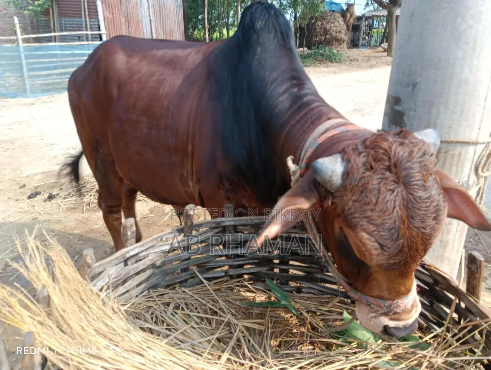 কুরবানীর পশু