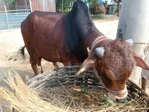 কুরবানীর পশু