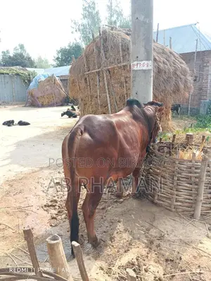 কুরবানীর পশু