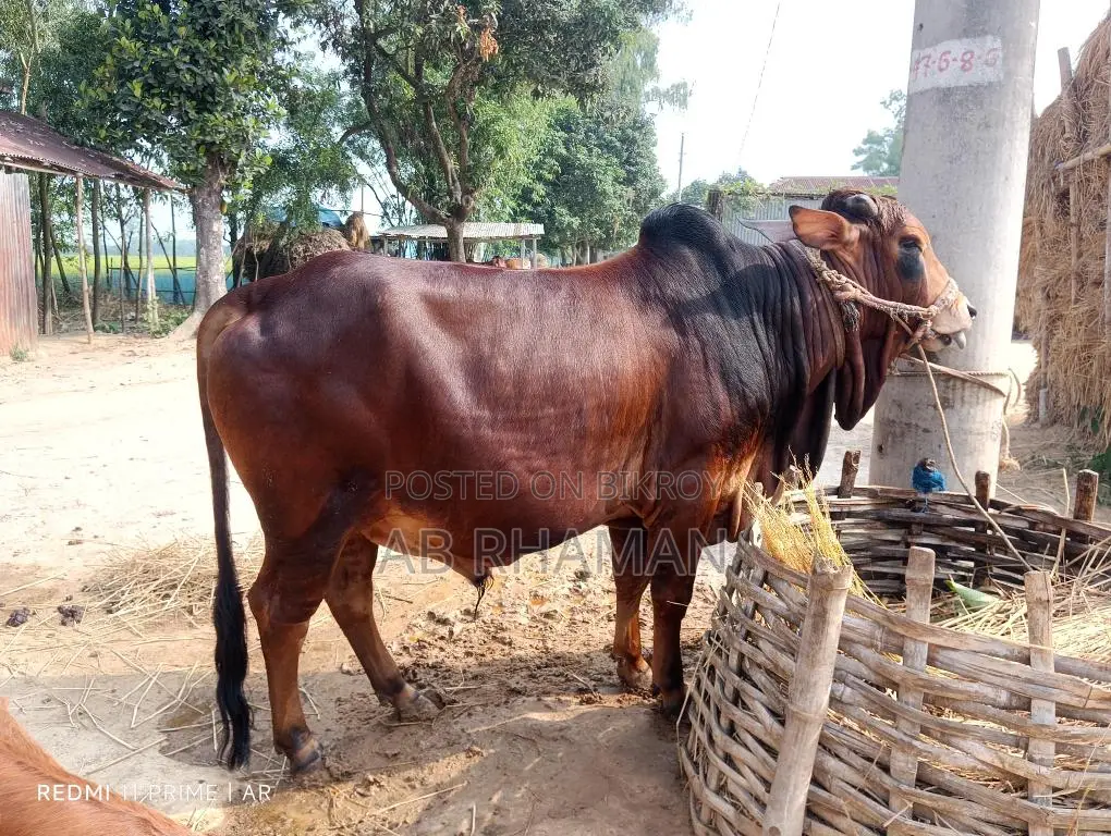 কুরবানীর পশু