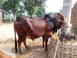 কুরবানীর পশু