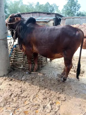 কুরবানীর পশু