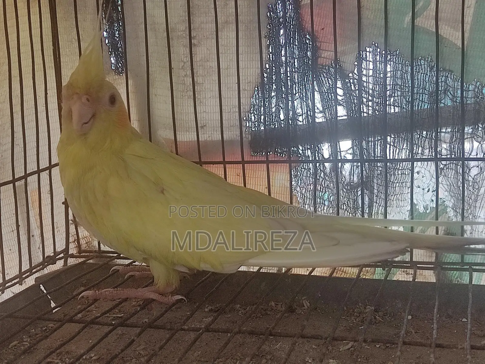 Cockatiel