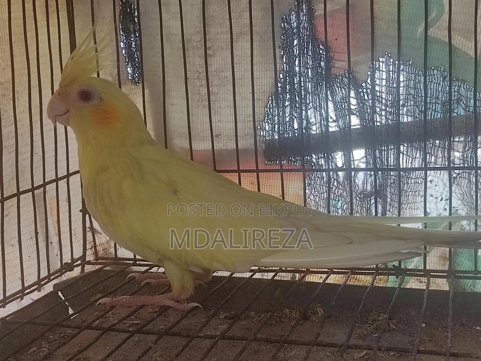 Cockatiel