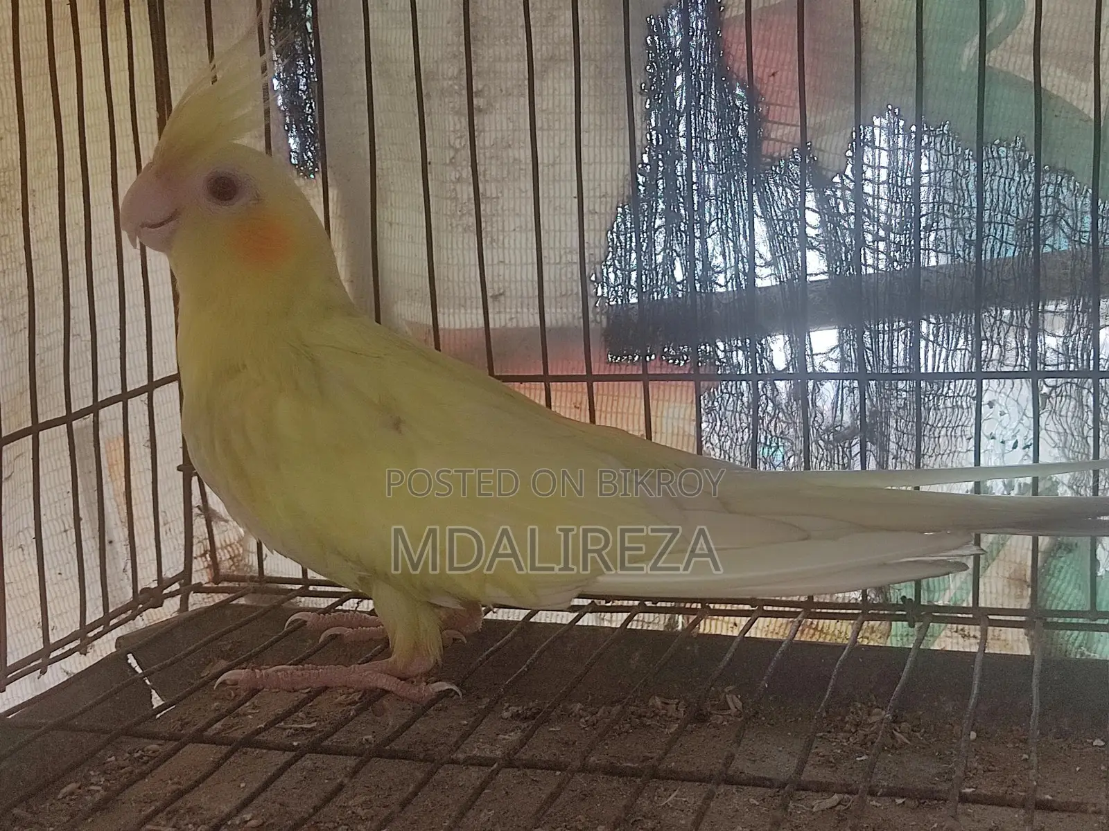 Cockatiel