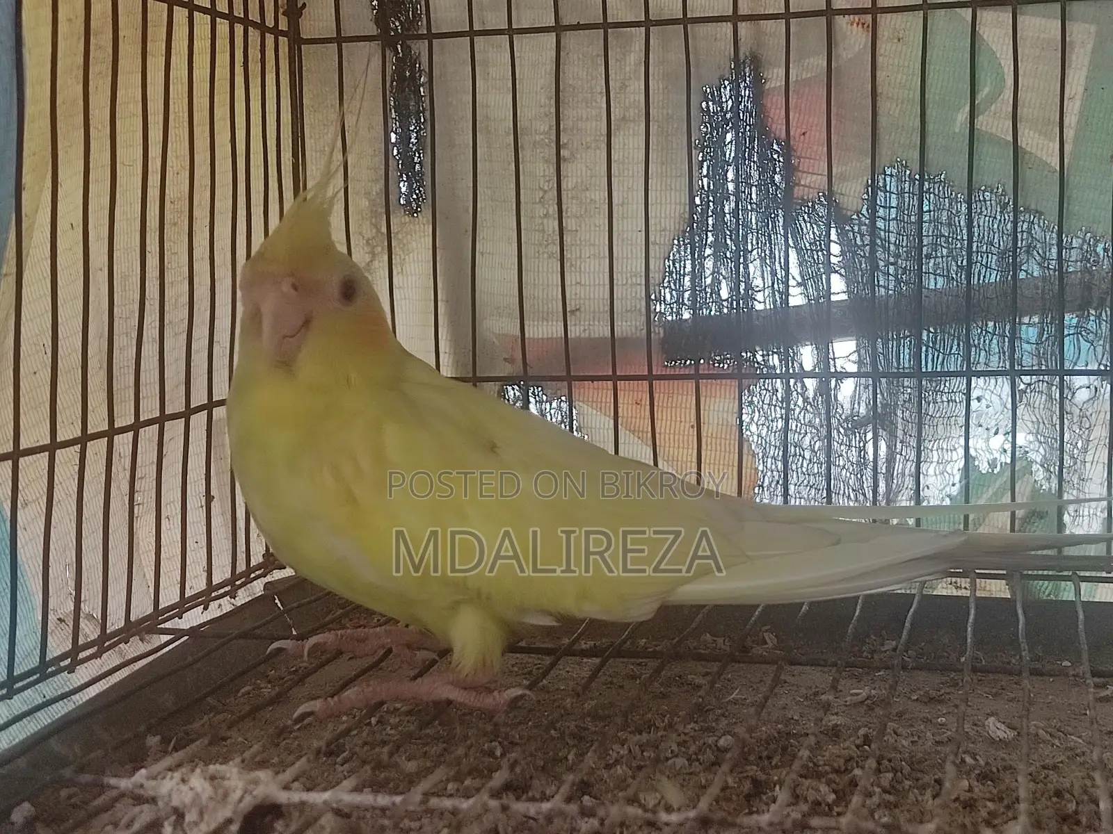 Cockatiel