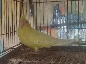 Cockatiel