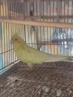Cockatiel