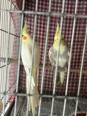ককাটেল পাখি