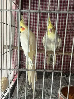 ককাটেল পাখি