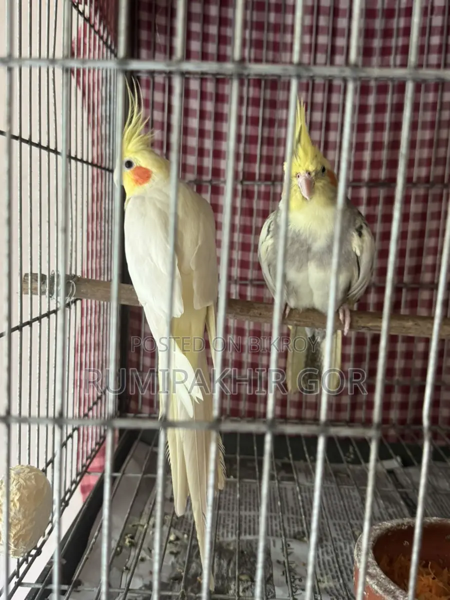 ককাটেল পাখি