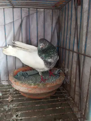Pigeons for Sale