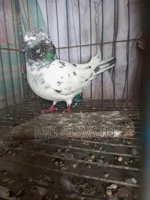 Pigeons for Sale