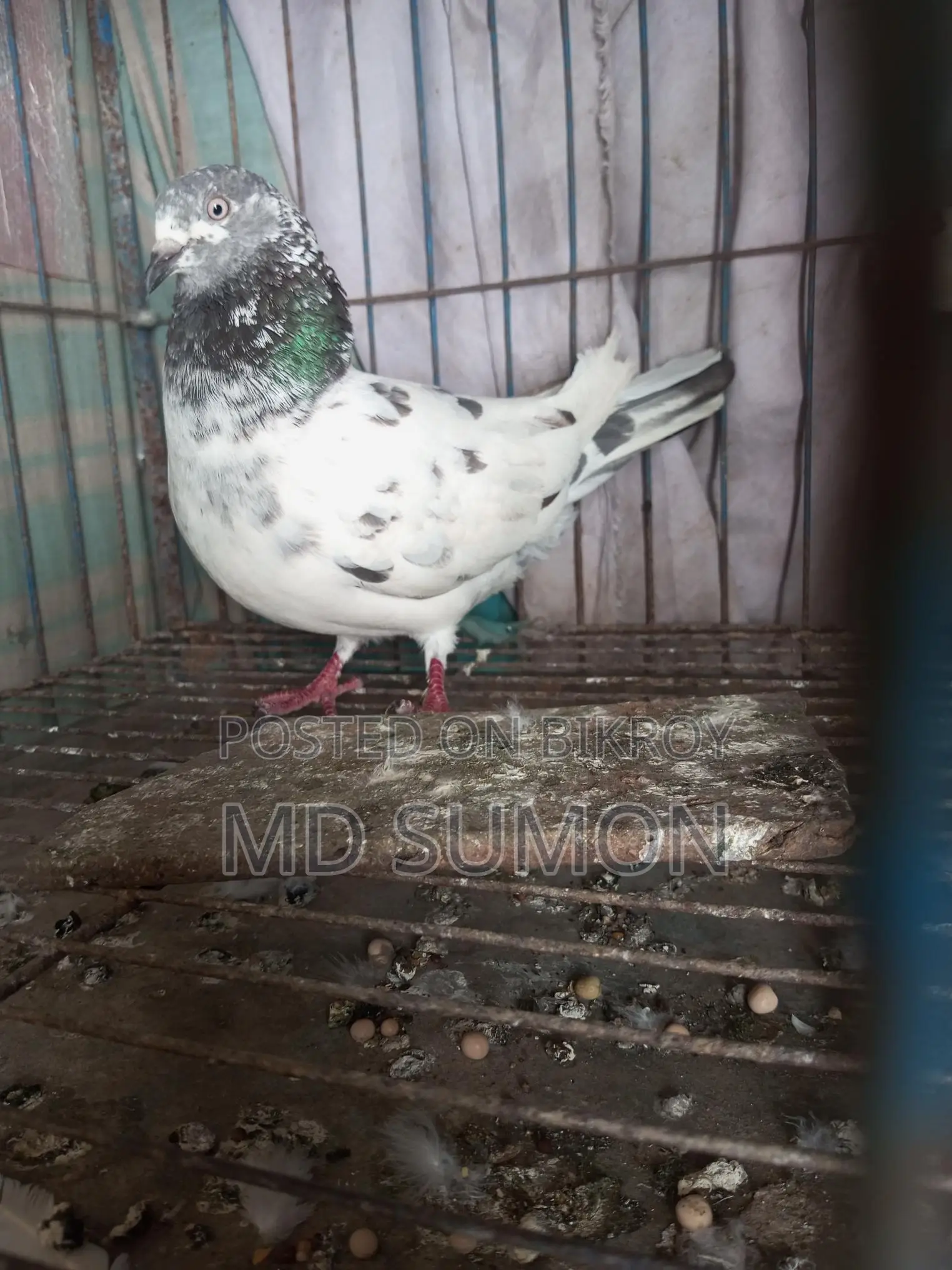 Pigeons for Sale