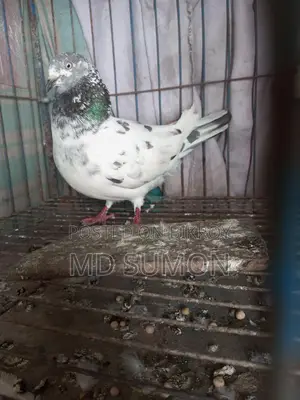 Pigeons for Sale