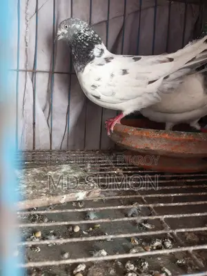 Pigeons for Sale