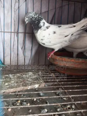 Pigeons for Sale