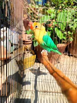 Parblue Opaline Male Lovebird