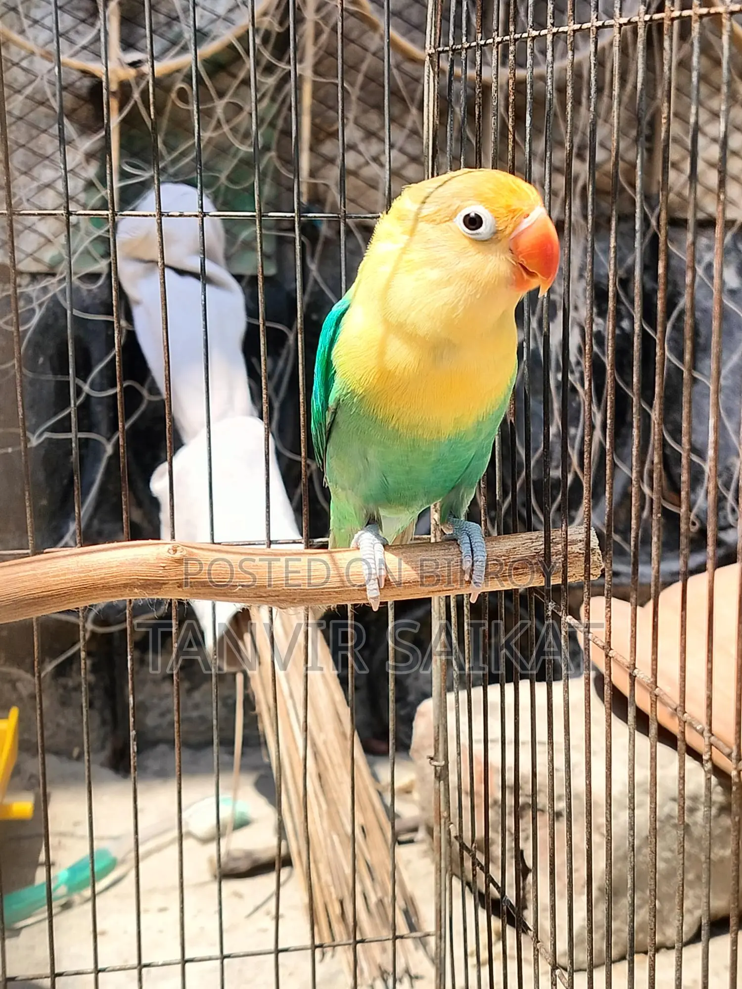 Parblue Opaline Male Lovebird