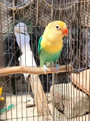 Parblue Opaline Male Lovebird