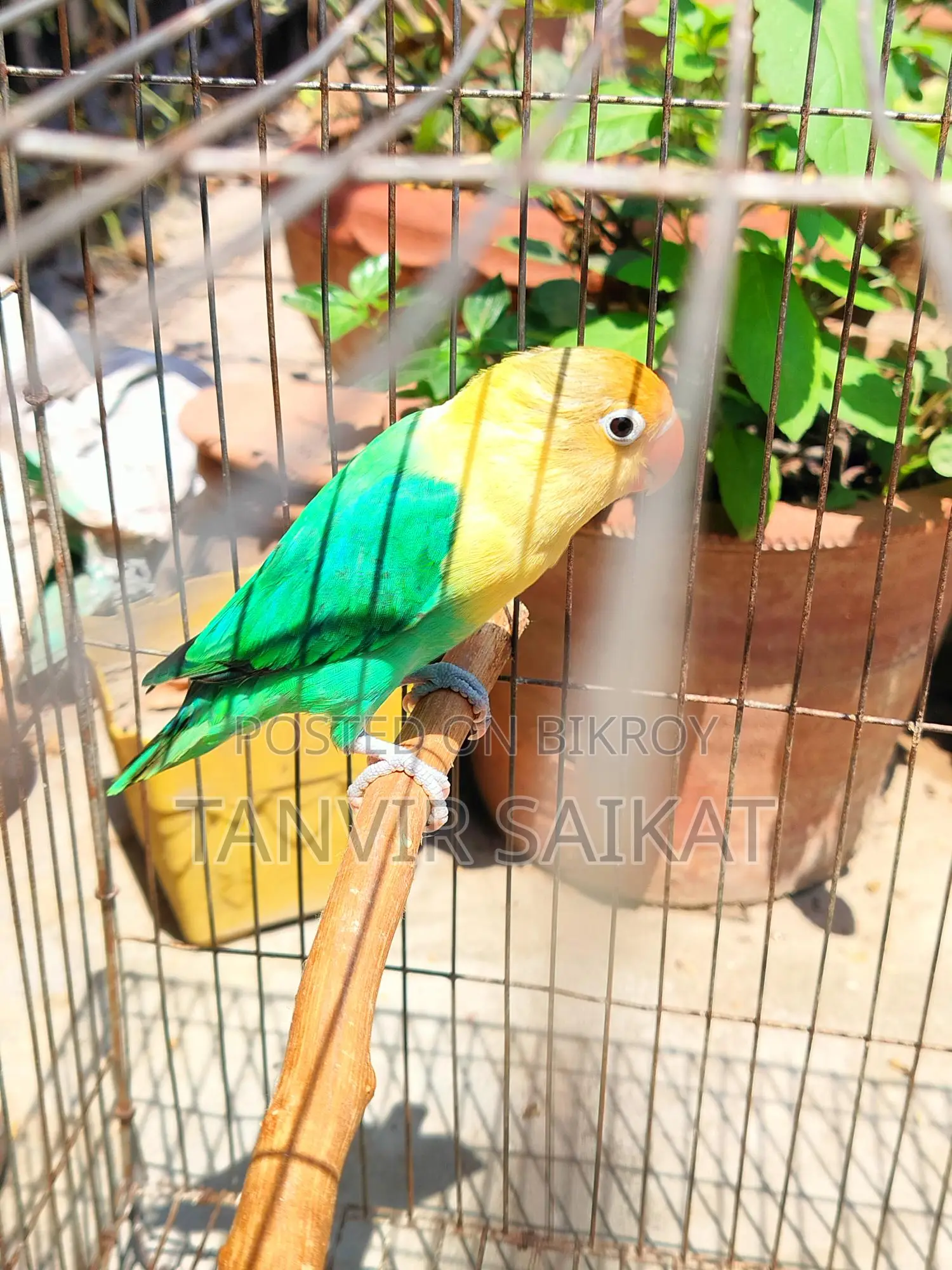 Parblue Opaline Male Lovebird