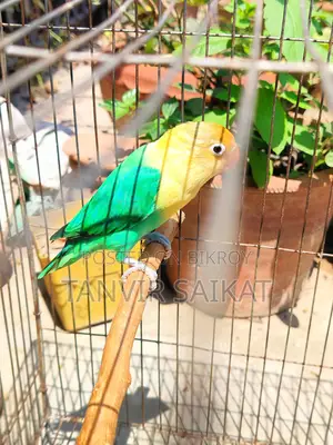 Parblue Opaline Male Lovebird