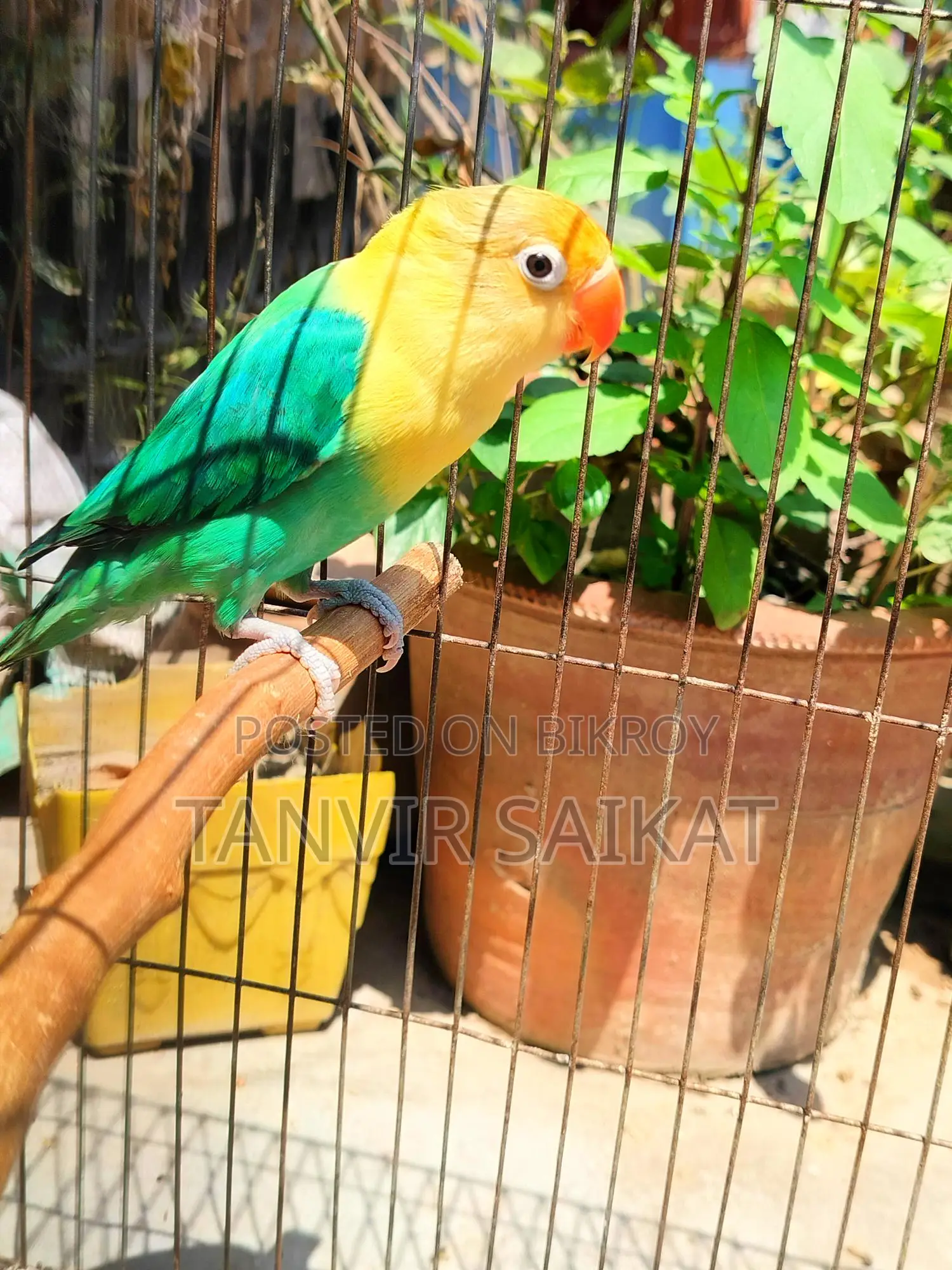 Parblue Opaline Male Lovebird