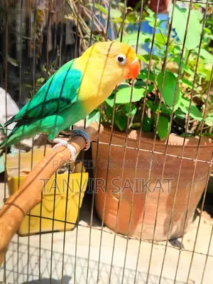 Parblue Opaline Male Lovebird