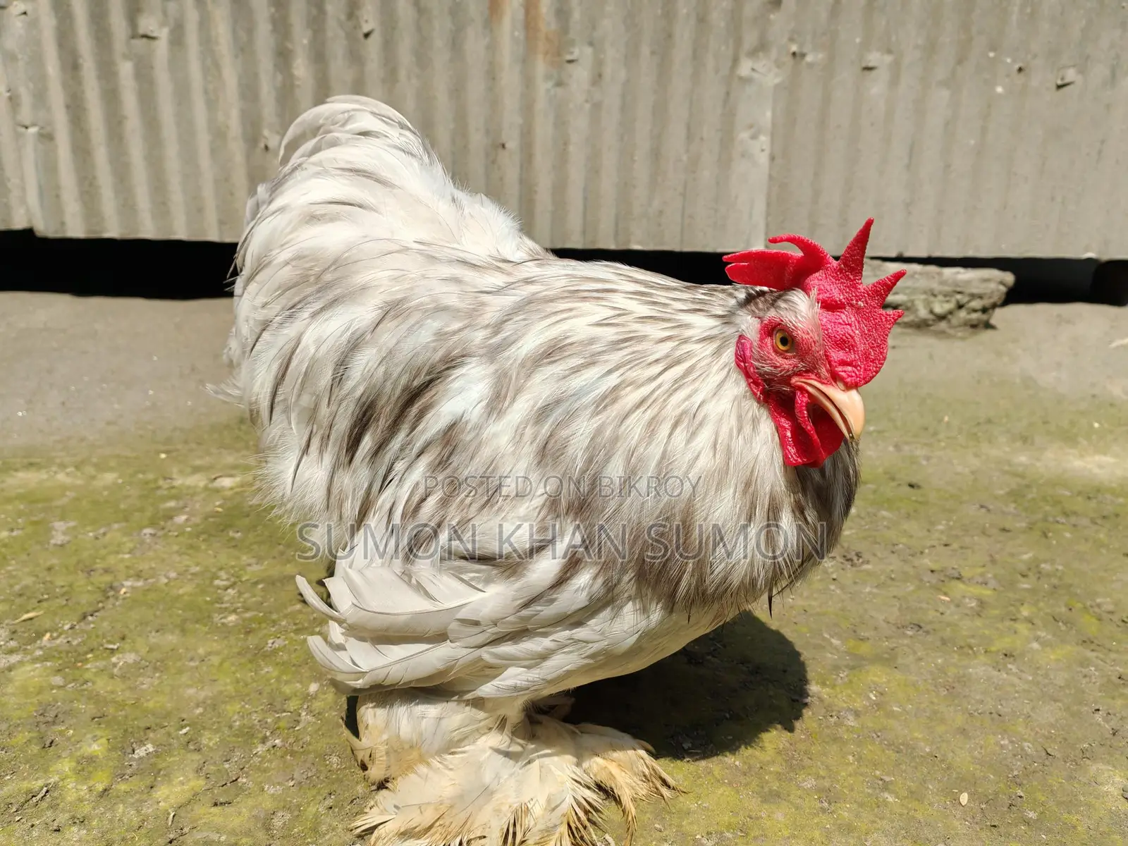 Chickens for sale: Silkie, Silver Cochin, Golden Sebright, Colombian Brahma
