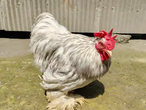 Chickens for sale: Silkie, Silver Cochin, Golden Sebright, Colombian Brahma
