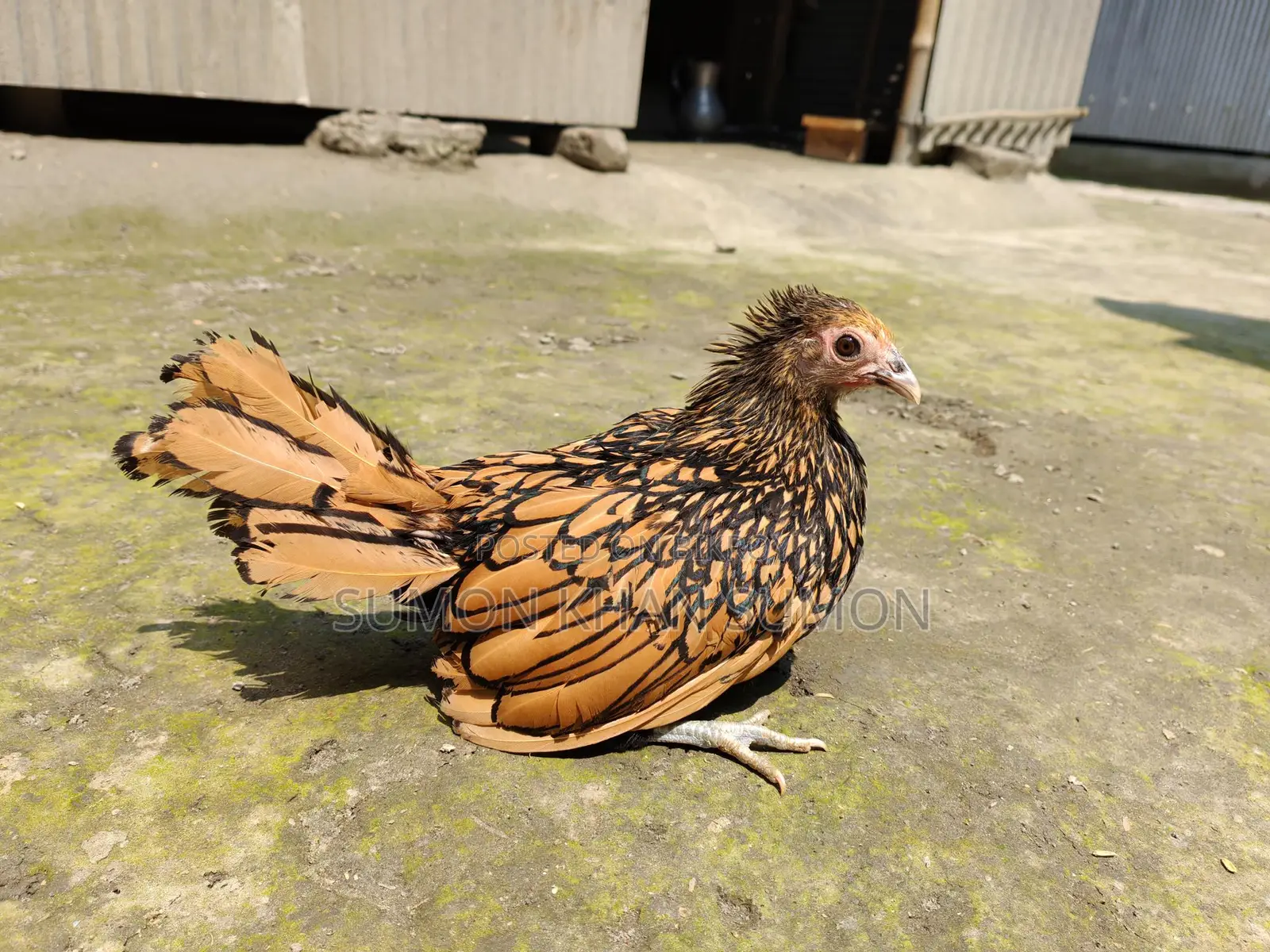 Chickens for sale: Silkie, Silver Cochin, Golden Sebright, Colombian Brahma