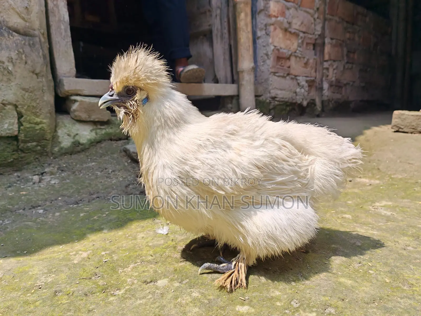Chickens for sale: Silkie, Silver Cochin, Golden Sebright, Colombian Brahma