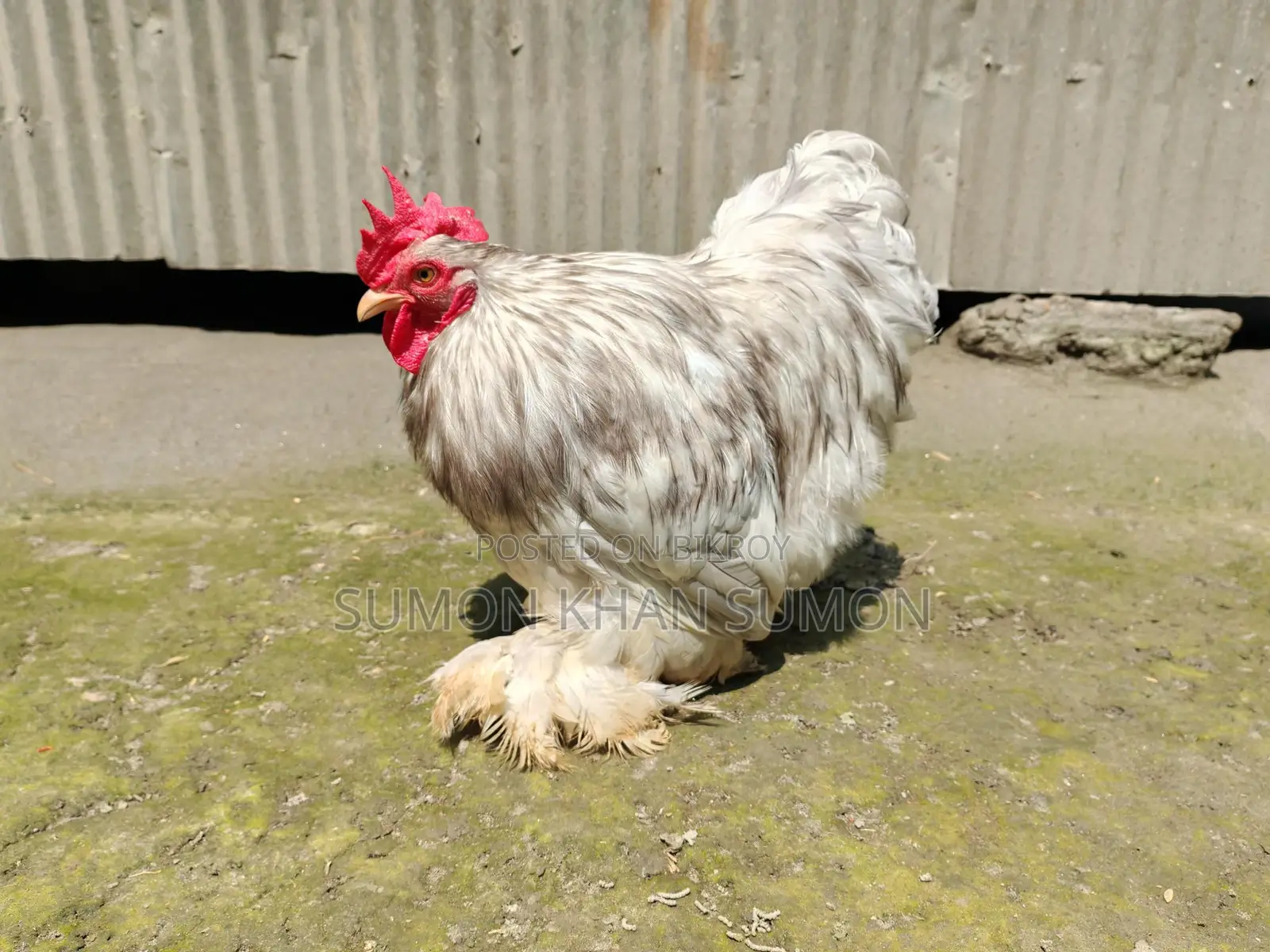 Chickens for sale: Silkie, Silver Cochin, Golden Sebright, Colombian Brahma