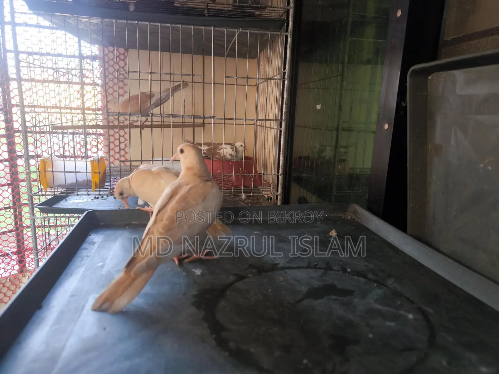 Australian Grey and Pied Dove Chicks