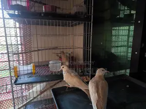 Australian Grey and Pied Dove Chicks