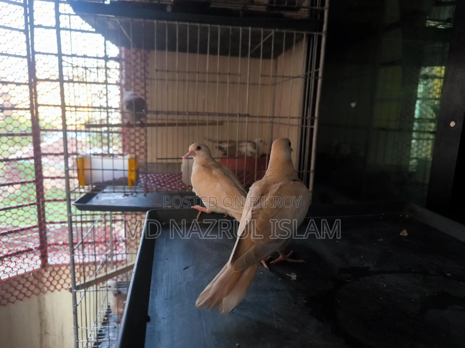 Australian Grey and Pied Dove Chicks