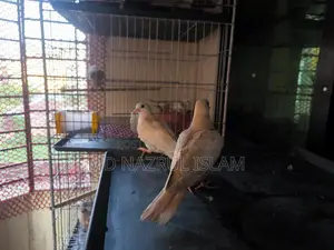 Australian Grey and Pied Dove Chicks