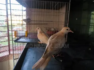 Australian Grey and Pied Dove Chicks