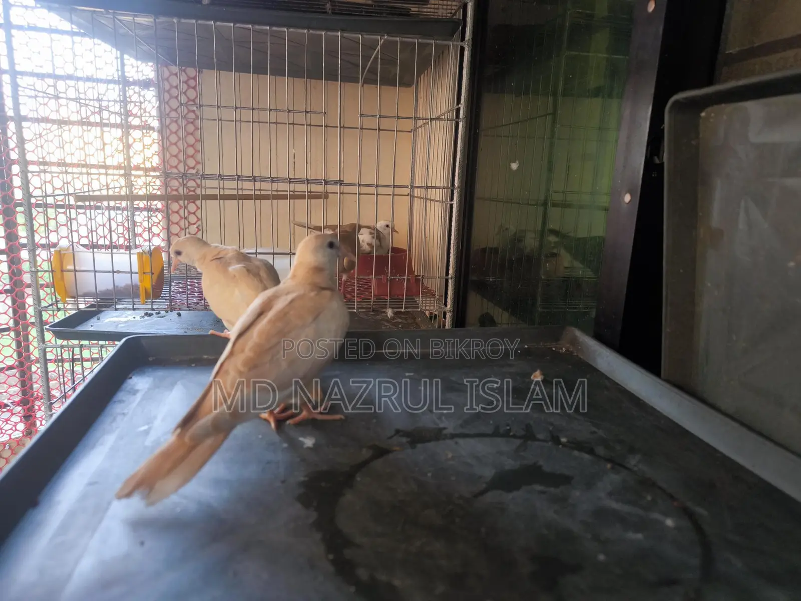 Australian Grey and Pied Dove Chicks