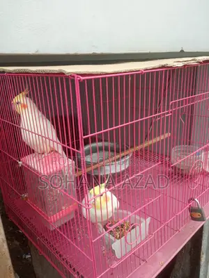 ককাটেল পাখি