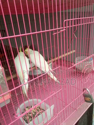 ককাটেল পাখি