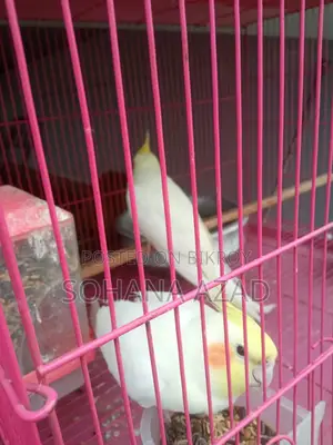 ককাটেল পাখি