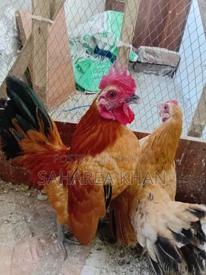 সেরামা মুরগি
