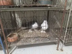 রানিং সিরাজি কবুতর